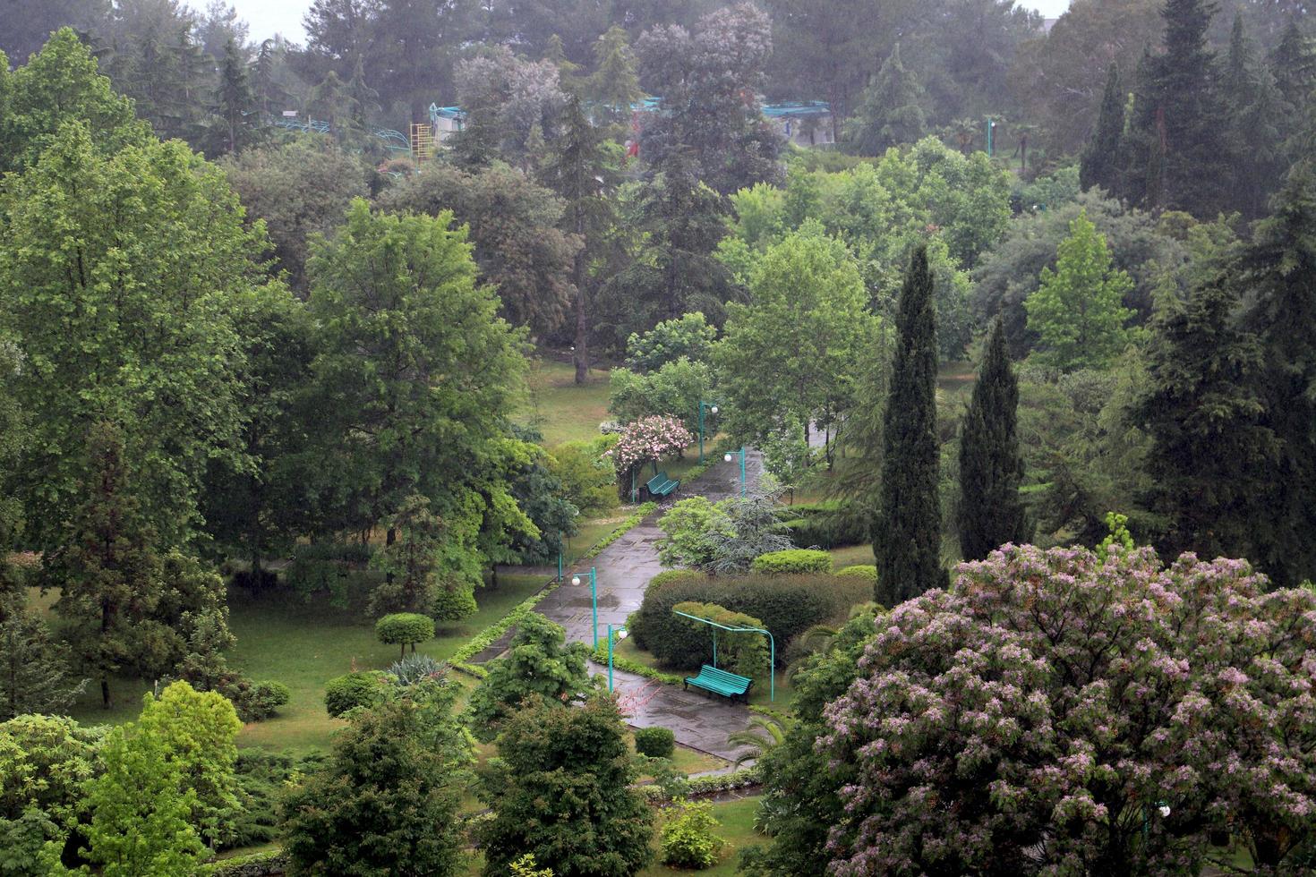 pitsunda.abjasia. parque despues de la lluvia foto