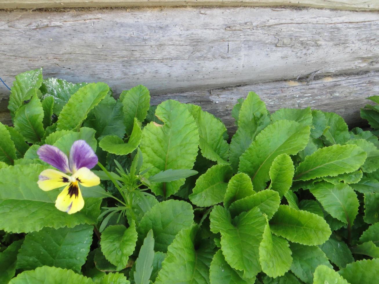 Spring garden plants. Viola tricolor. photo