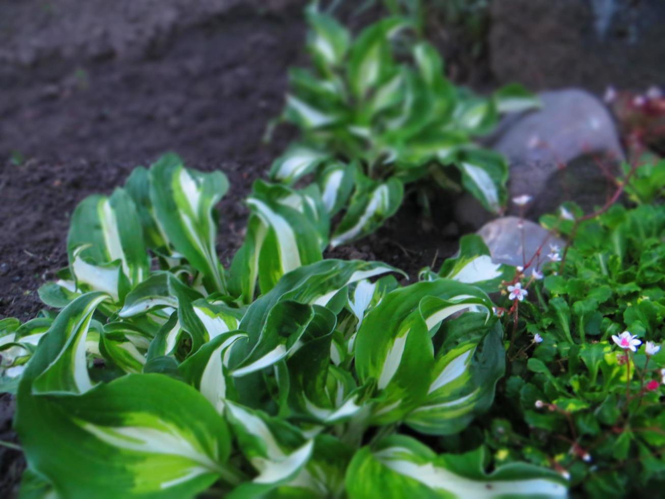 las plantas del jardín de primavera crecen. foto