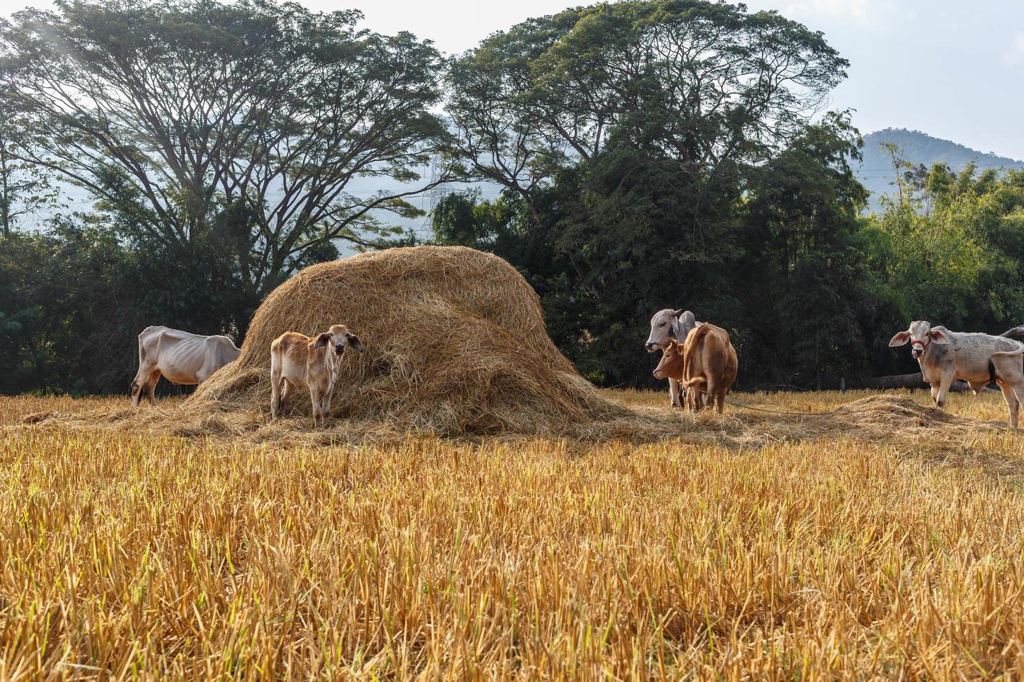 Herd of cows are grazing in the meadow. photo