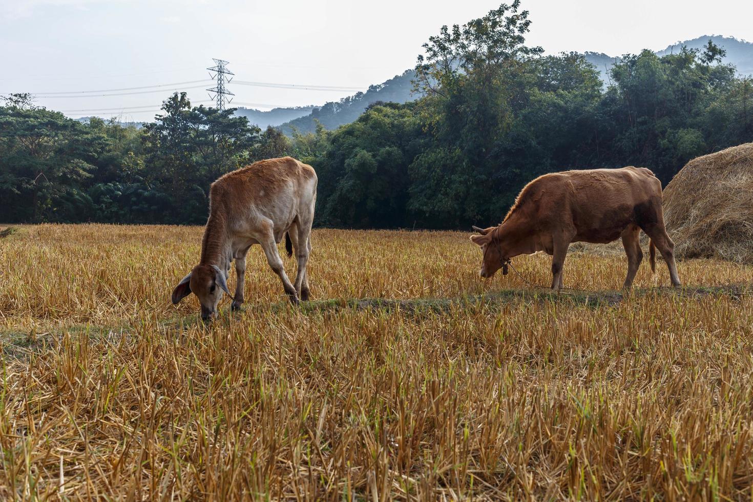 Herd of cows are grazing in the meadow. photo