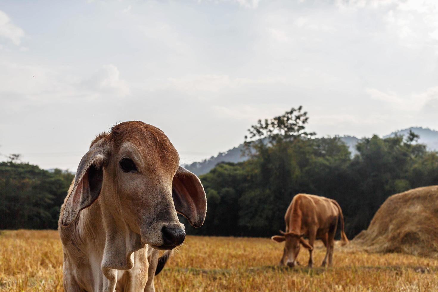 Close-up of a calf in the meadow photo