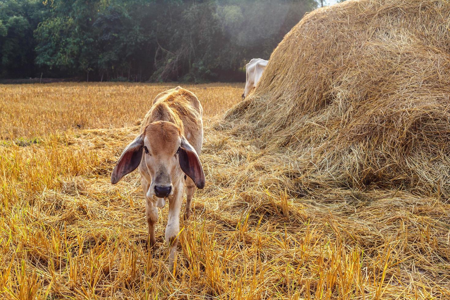 Close-up of a calf in the meadow photo
