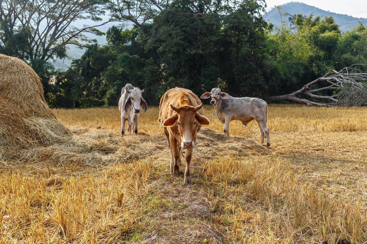 Herd of cows are grazing in the meadow. photo