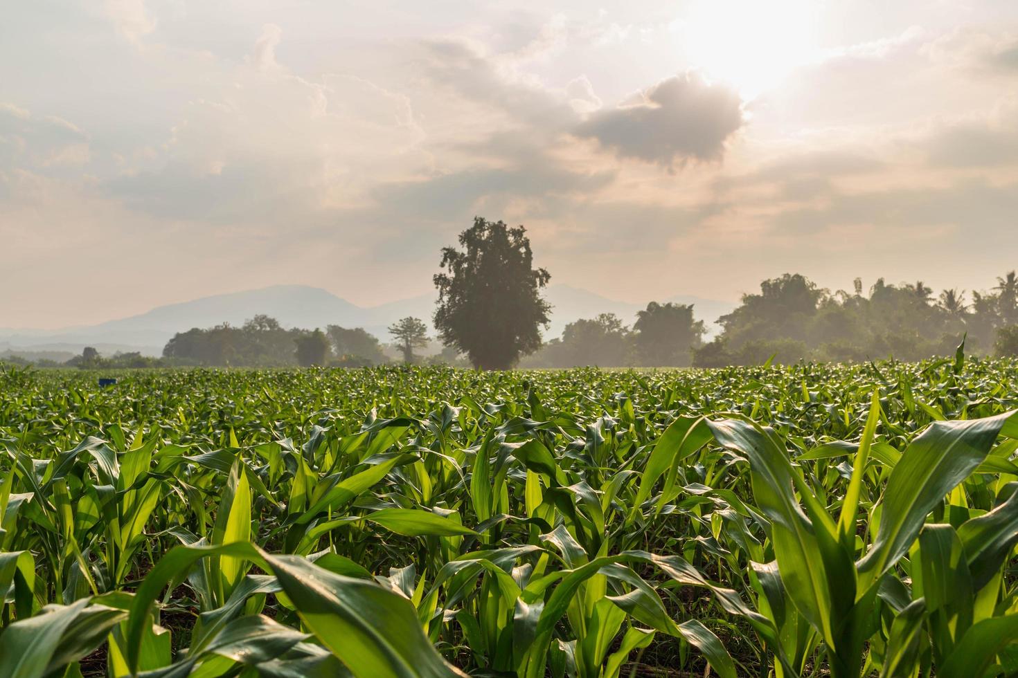 Corn fields in the morning sun photo