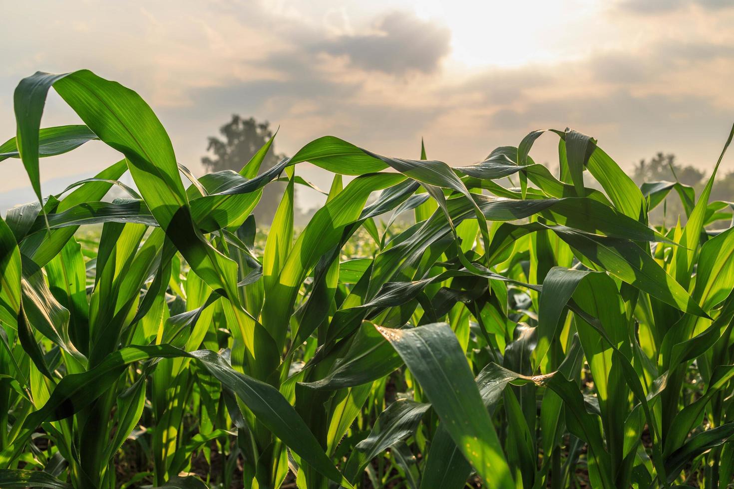 Corn fields in the morning sun photo