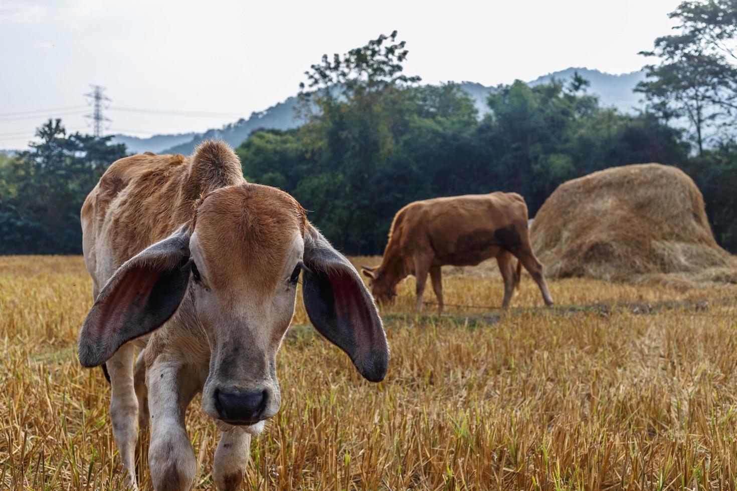 Close-up of a calf in the meadow photo