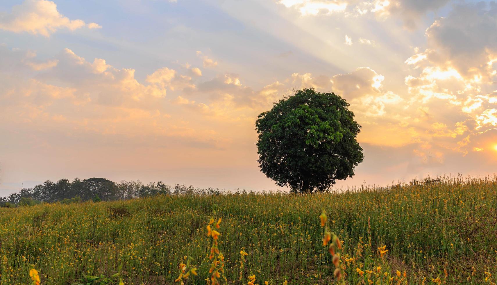 vista panorámica de los árboles en un campo de flores amarillas bajo el sol vespertino. foto