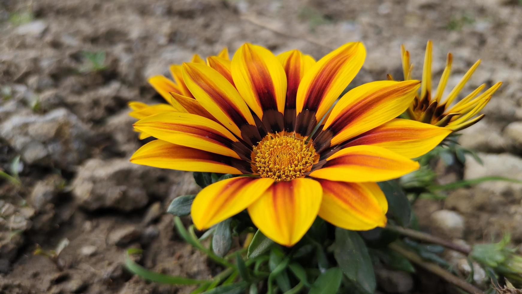 hermosa flor gazania primer plano foto