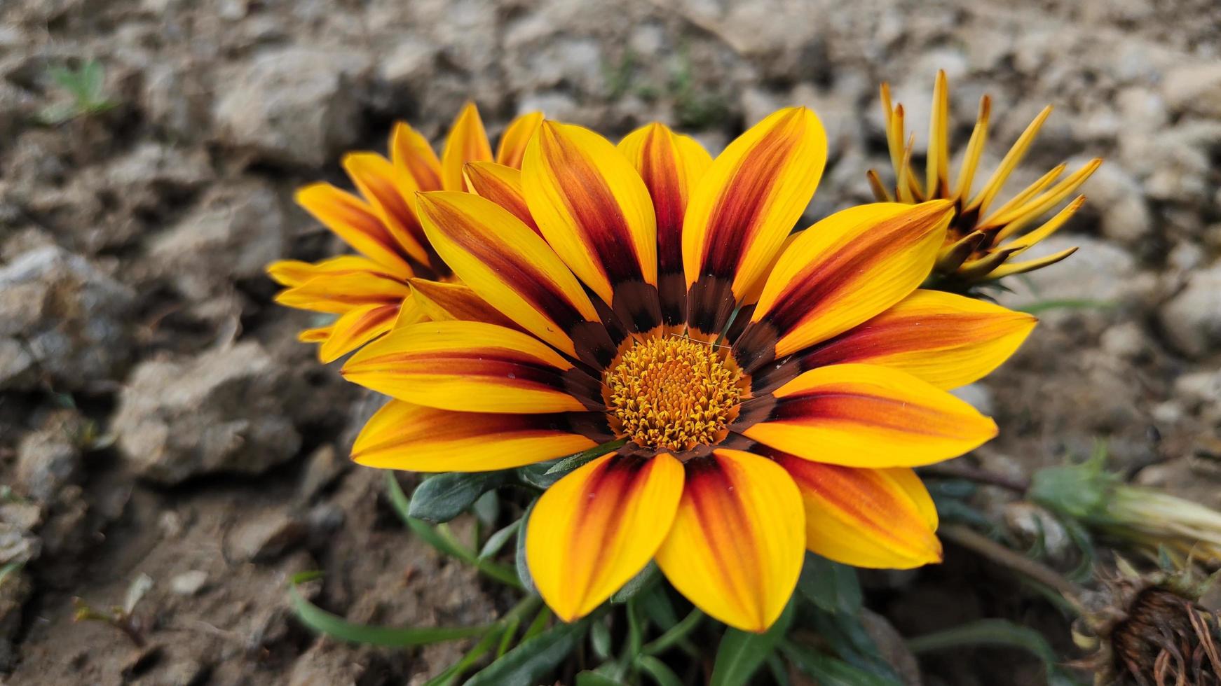 hermosa flor de gazania foto