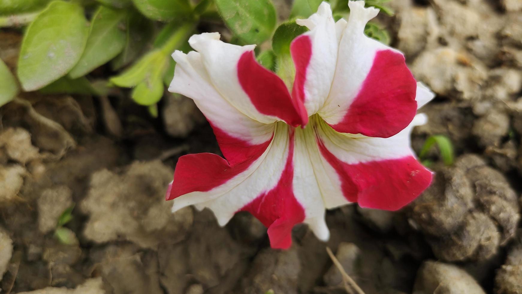 hermosa flor de petunia roja foto