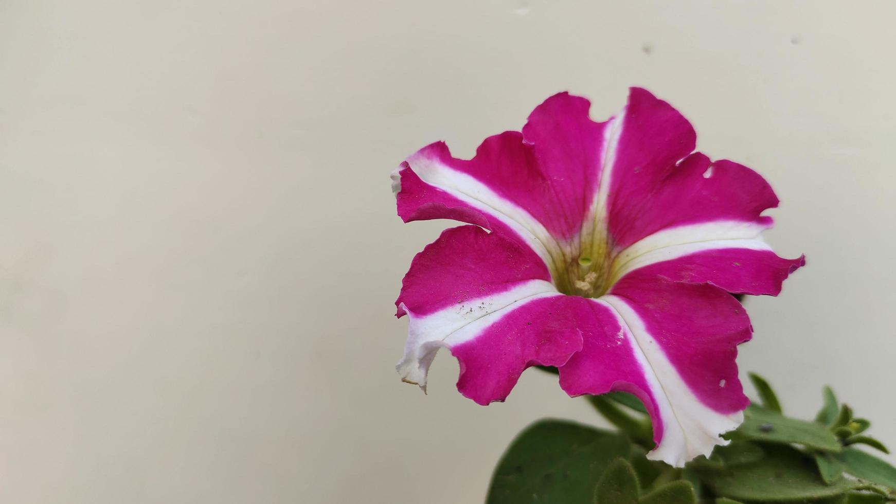 hermosa flor de petunia en fondo blanco foto