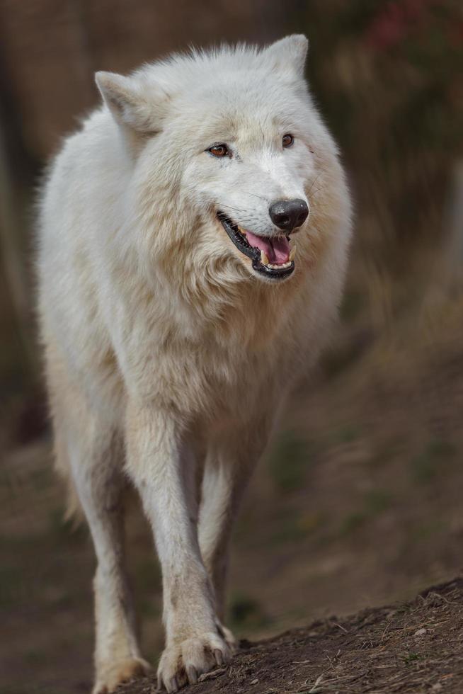 lobo ártico bajo el sol foto
