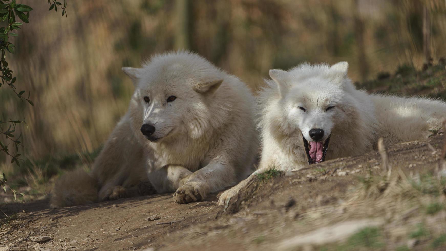 lobo ártico bajo el sol foto