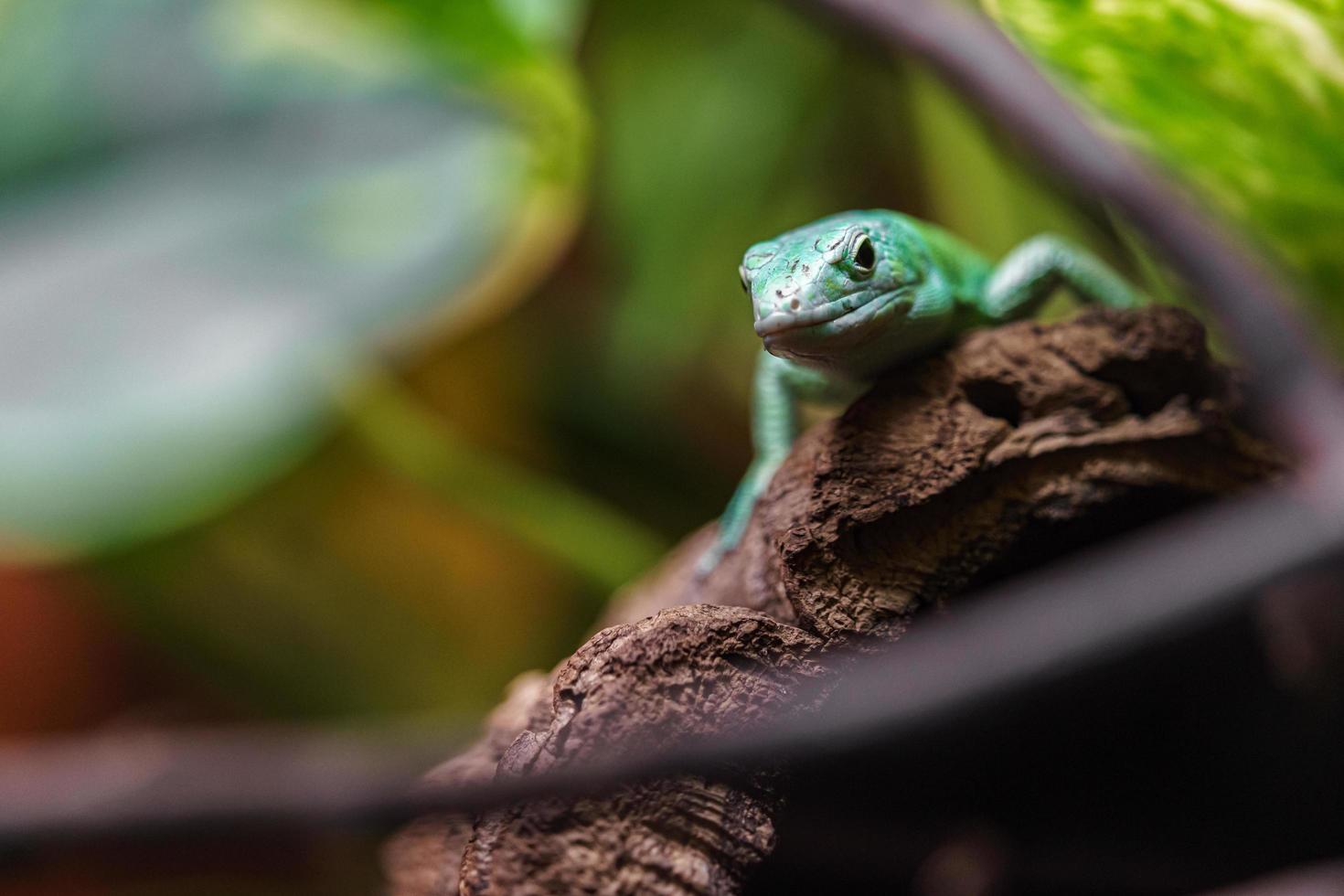 lagarto verde de vientre de quilla foto