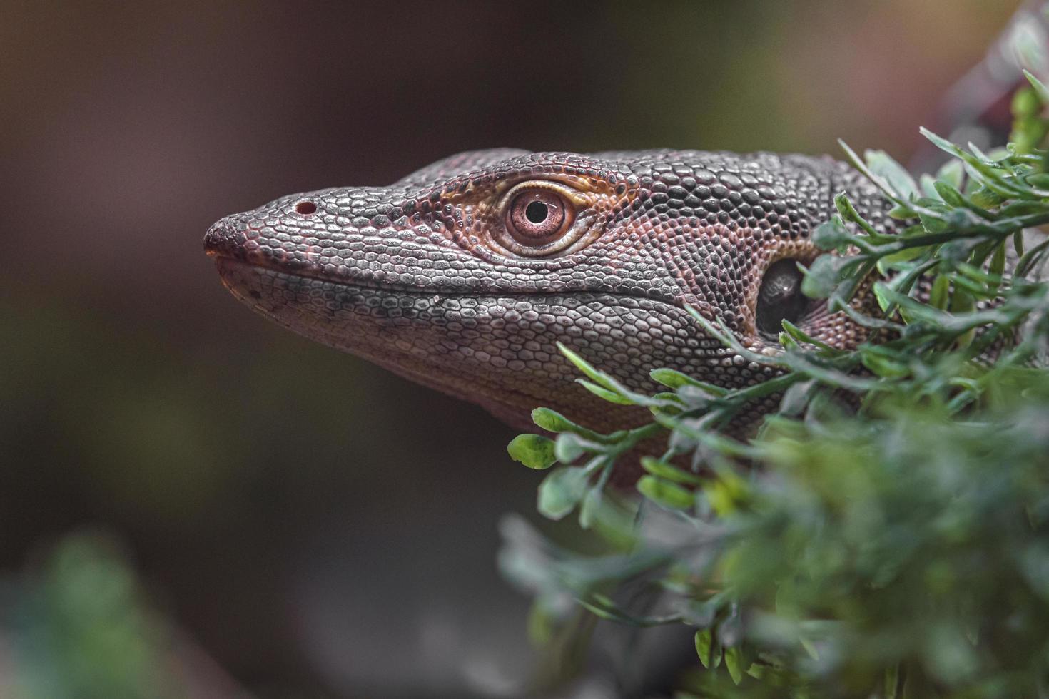 Mertens' water monitor photo