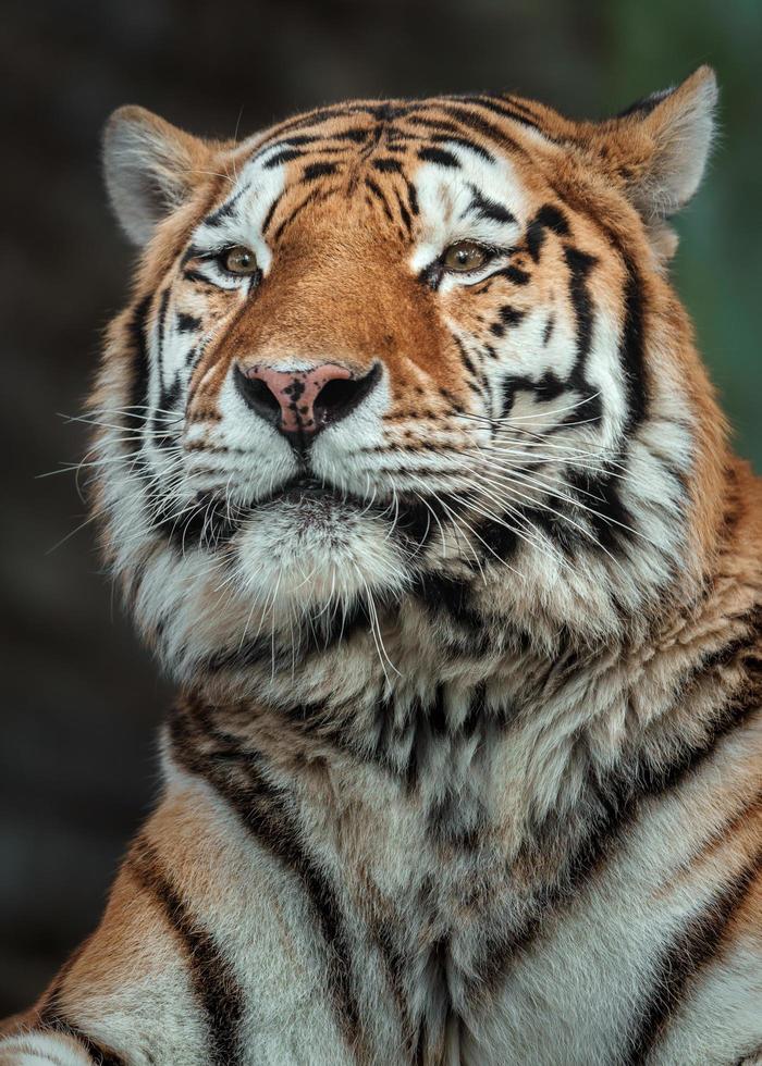 Siberian tiger in zoo photo