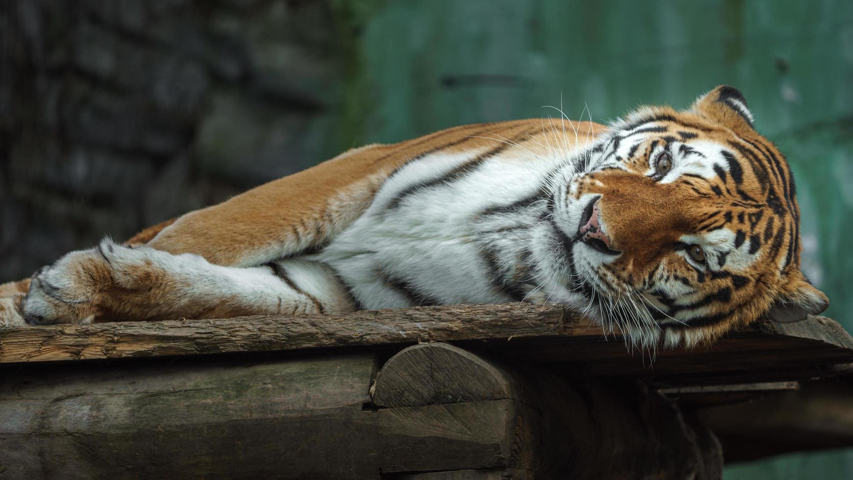 Siberian tiger in zoo photo