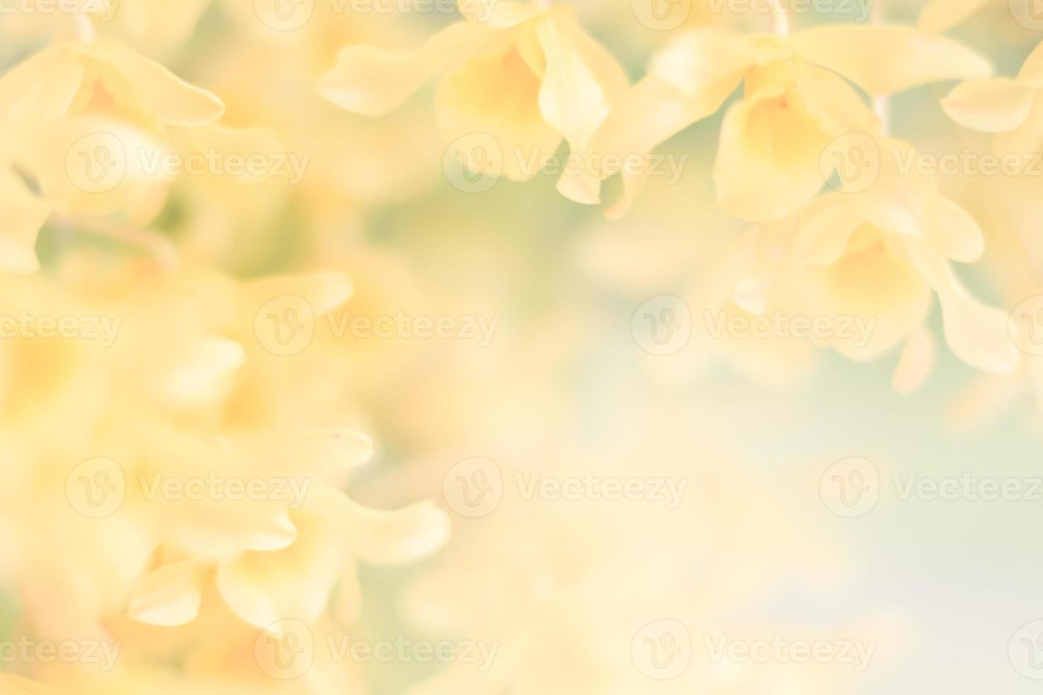 yellow orchid flower background photo