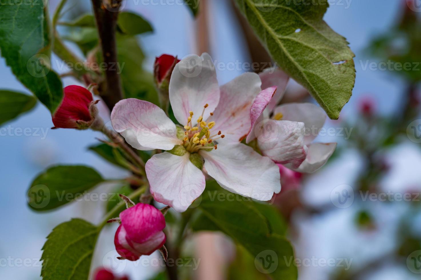 Branch of apple tree in bloom photo