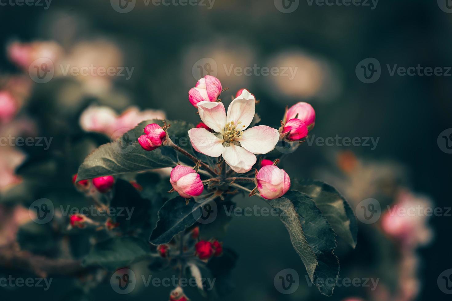 Apple branch in flower photo