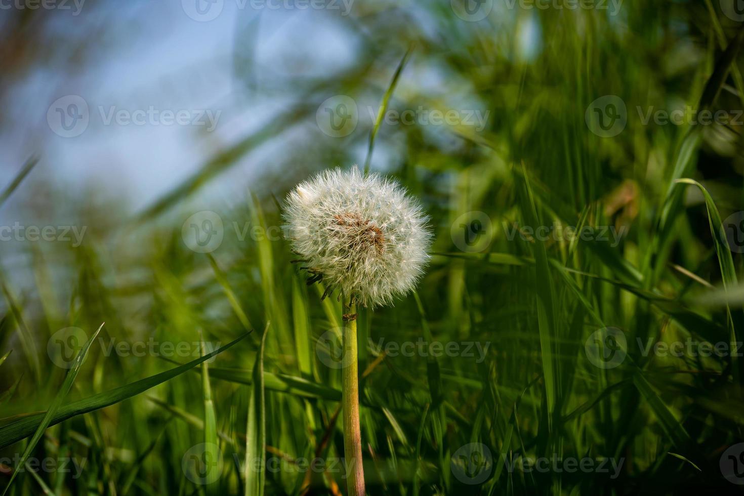 Red seed dandelion photo