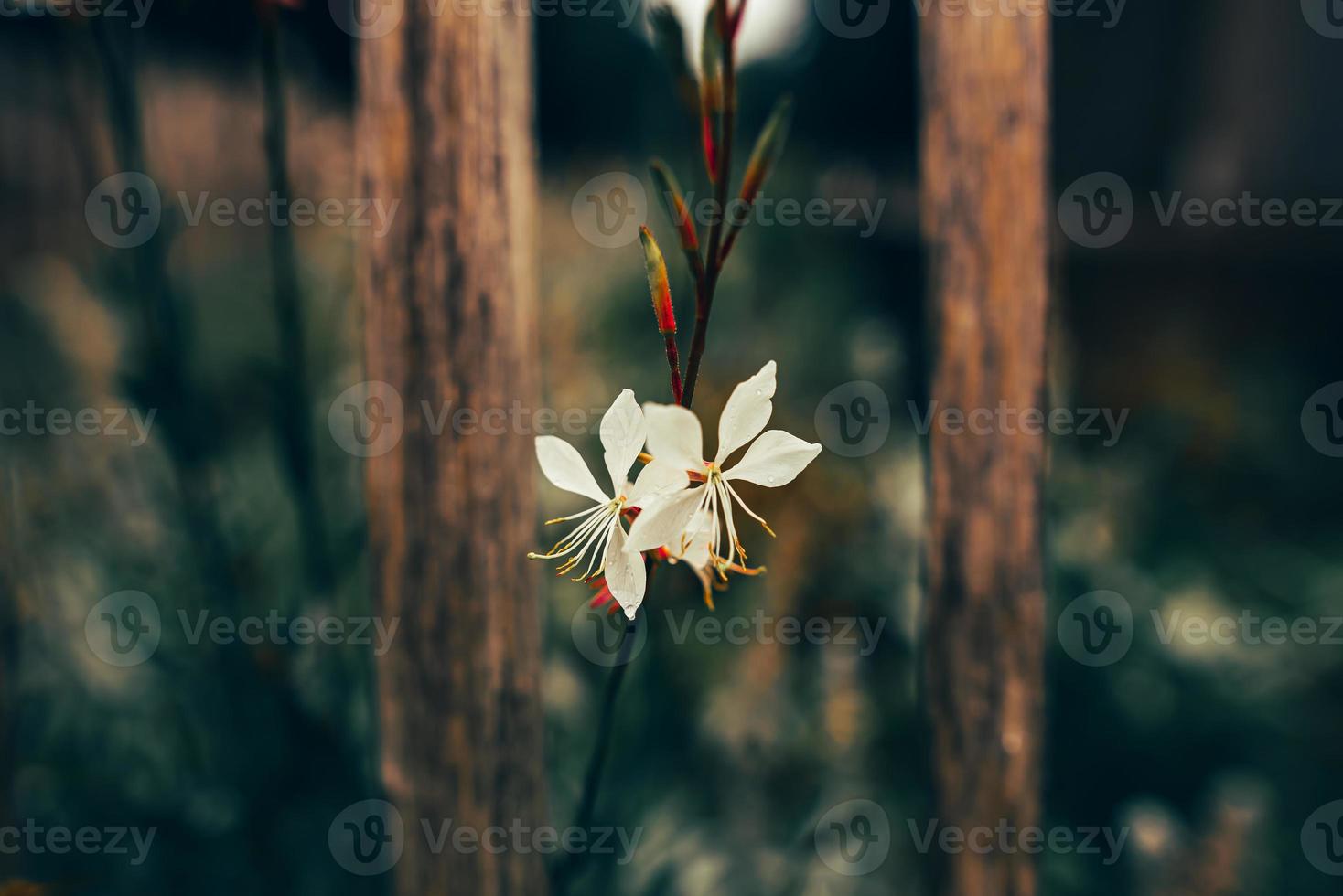 Lindheimer's beeblossom flower photo