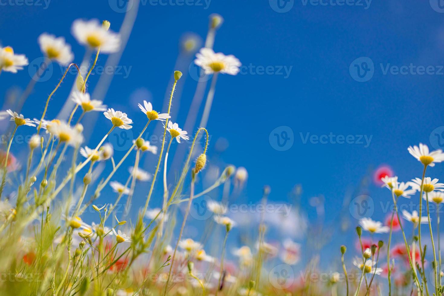 primer plano de primavera verano margaritas blancas sobre fondo de cielo azul. idílicos colores suaves, paisaje de campo de flores de pradera foto