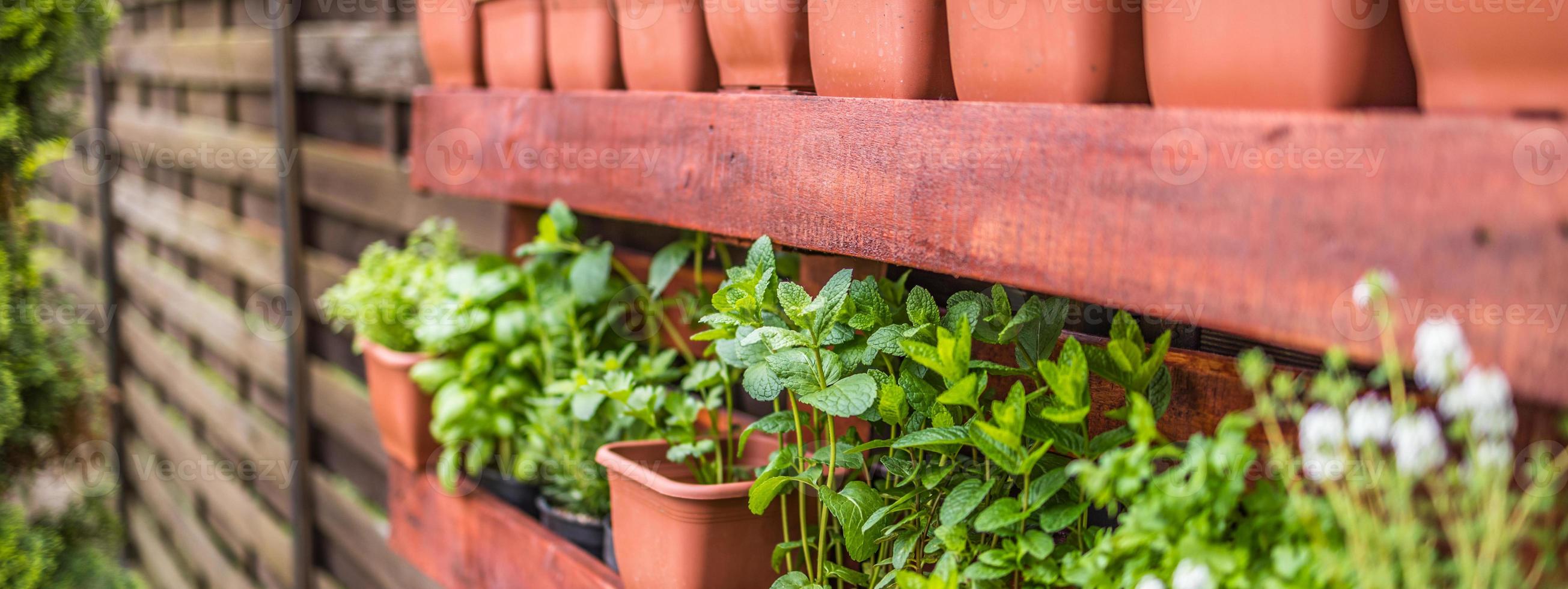 Fresh food, homemade own garden as healthy lifestyle. Planted in spring, backyard garden bed is loaded with a variety of herbs and vegetables ready to be harvested in summer. photo