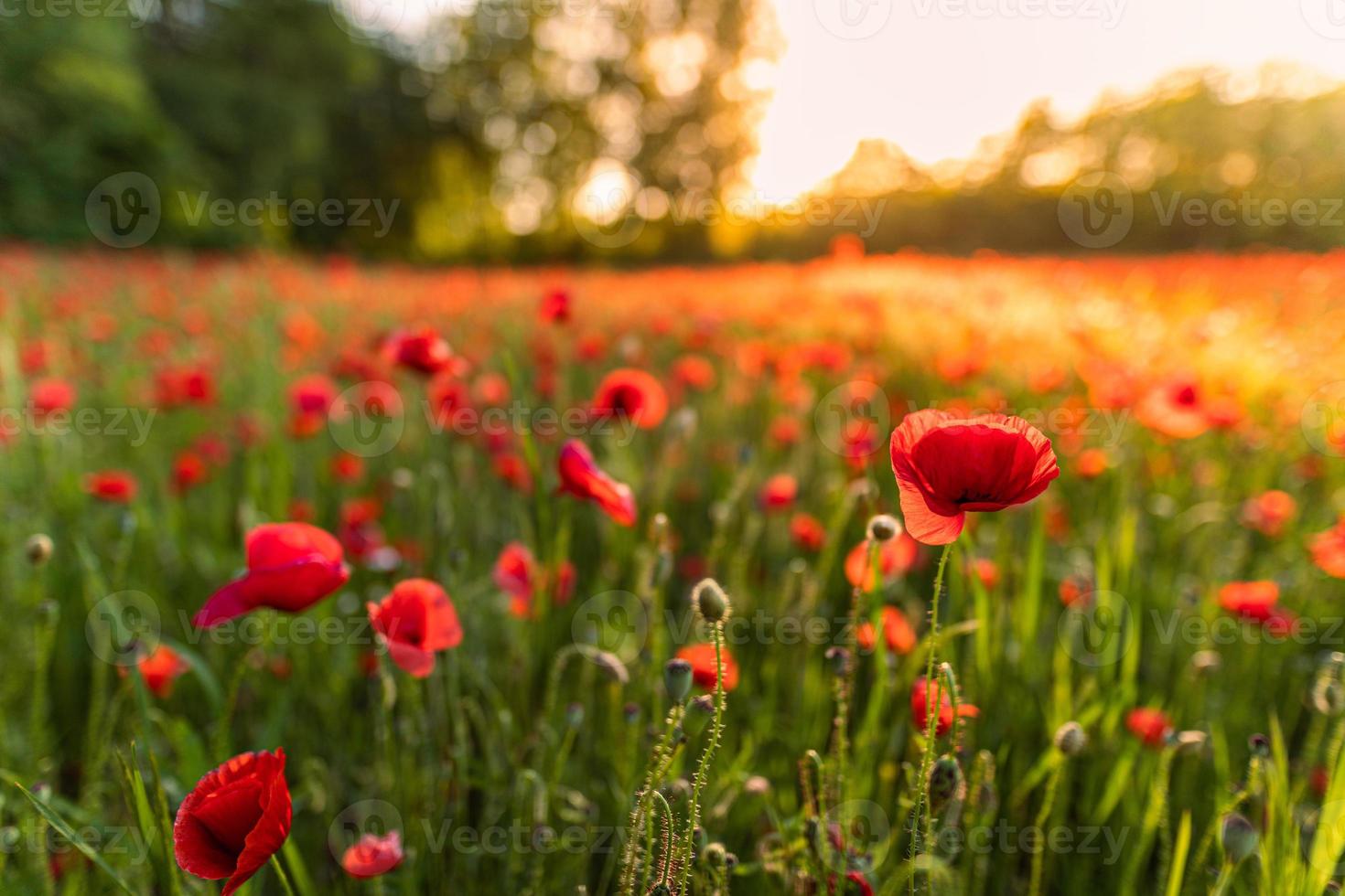 Closeup poppy field at sunset. Amazing relaxing sunset over a meadow of blooming red poppies panorama, blurred forest field. Nature scenic, pastel colors photo