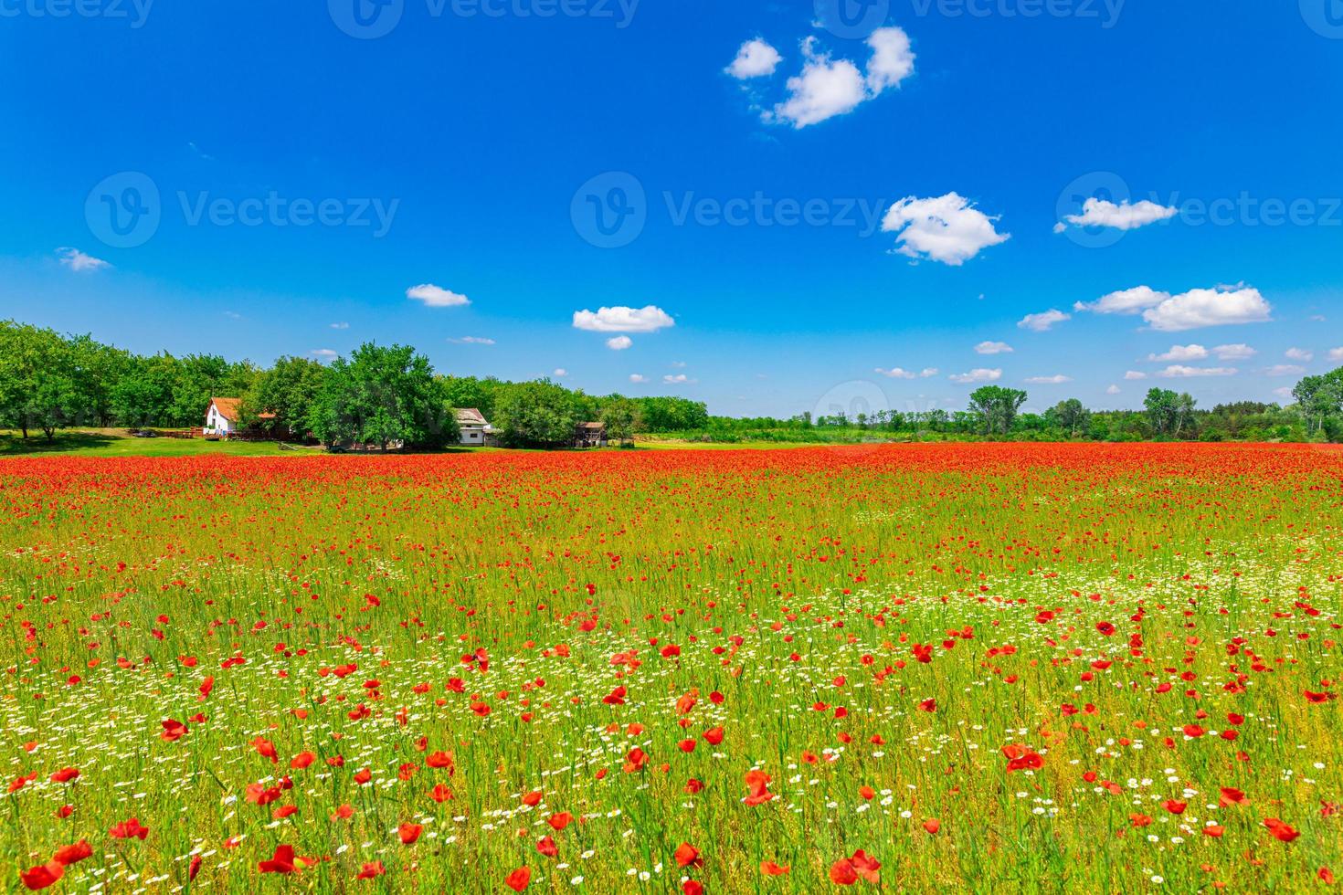 Panorama of poppy field in summer countryside. Red poppy flowers blooming in the springtime nature landscape. Idyllic scenic view photo