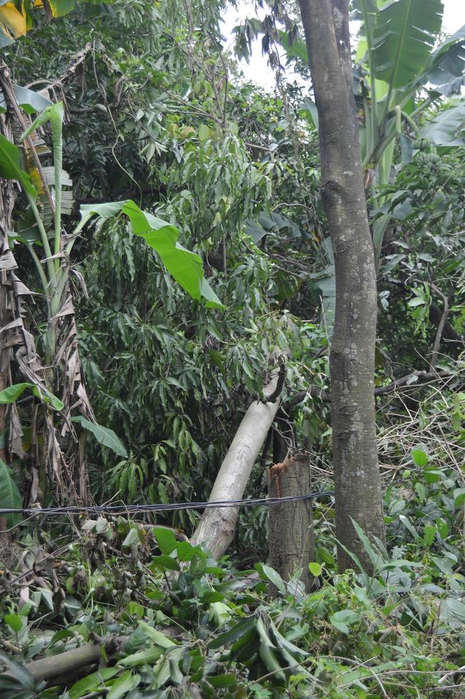 Photo shot of the texture of the part of a tree that has been cut down by humans. felling trees destroys the environment and life.