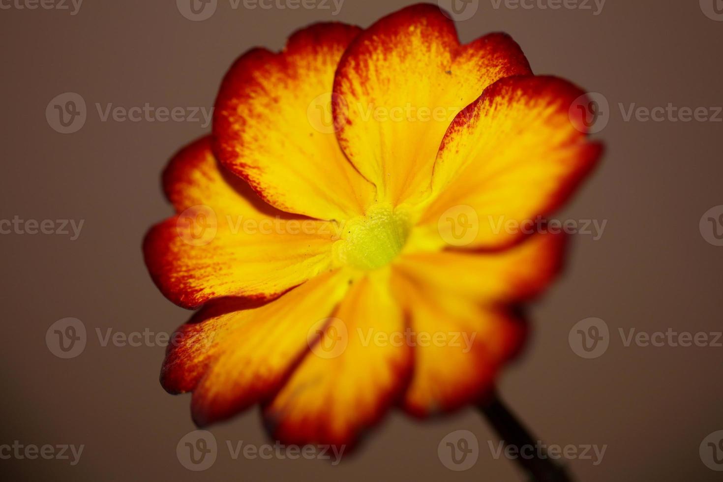 Yellow flower blossom close up Primula auricula family primulaceae background modern high quality big size print photo