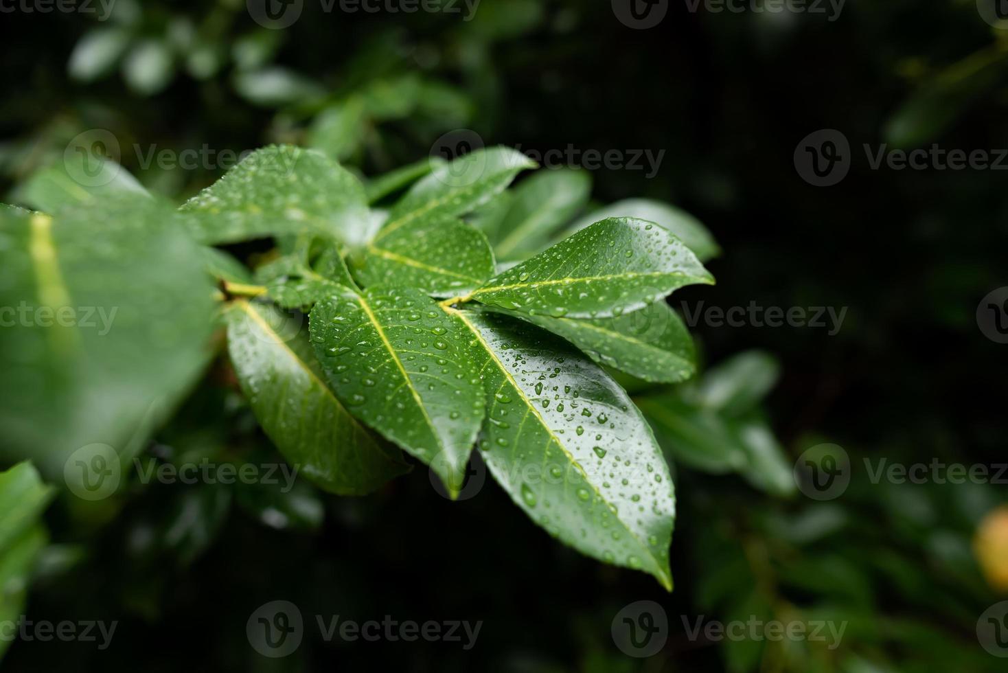 Water drops on leaves photo