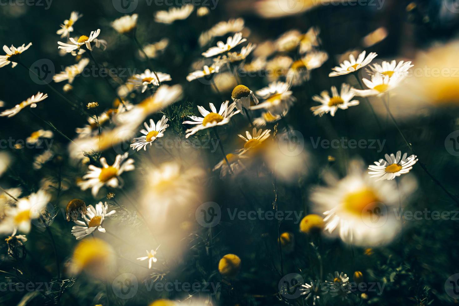 Bunch of daisies on the field photo