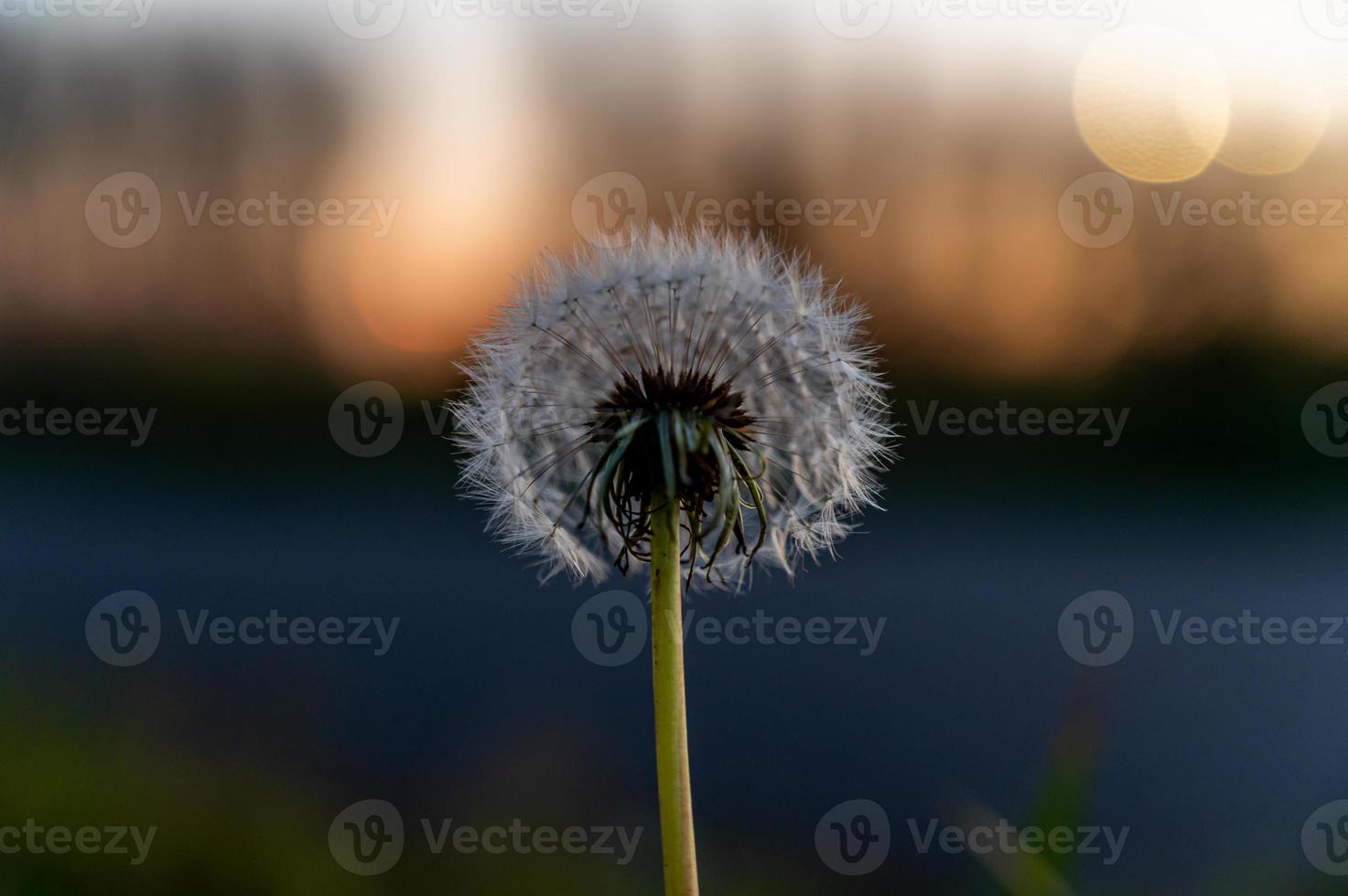 Red seed dandelion photo