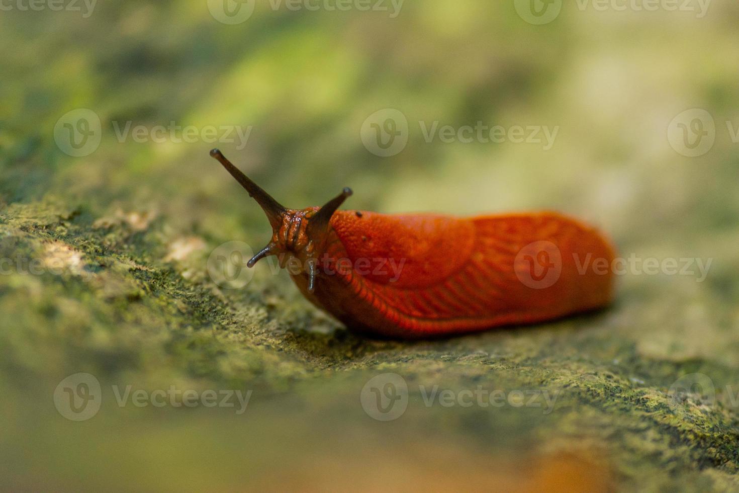 Orange snail on a rock photo