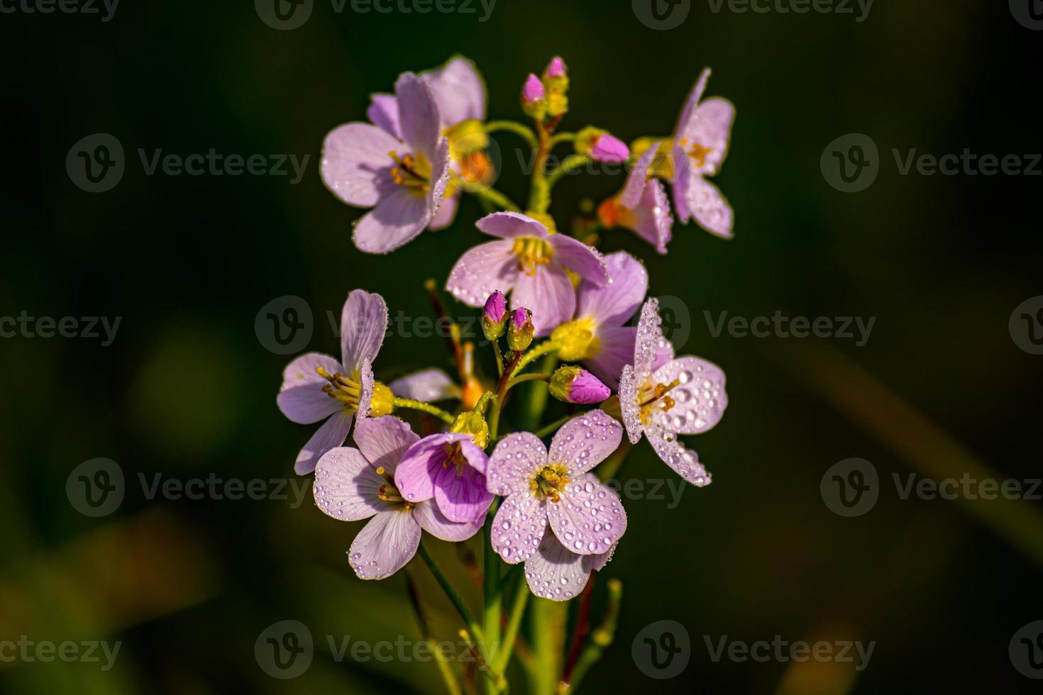 Pink cuckooflower bouquet photo