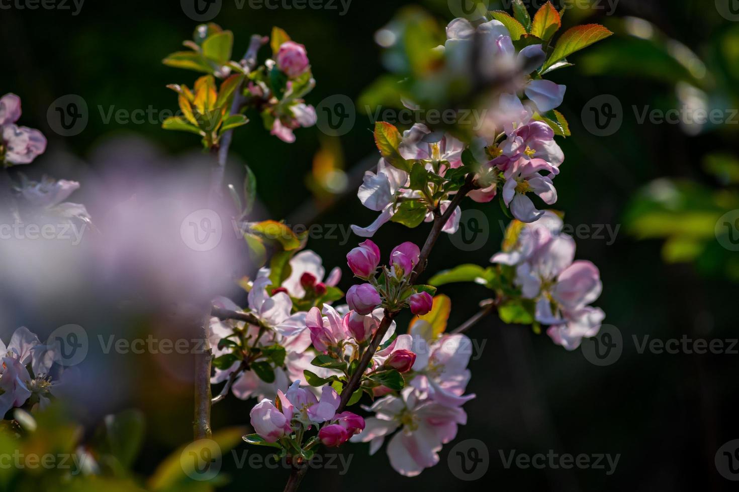 manzano en flor foto