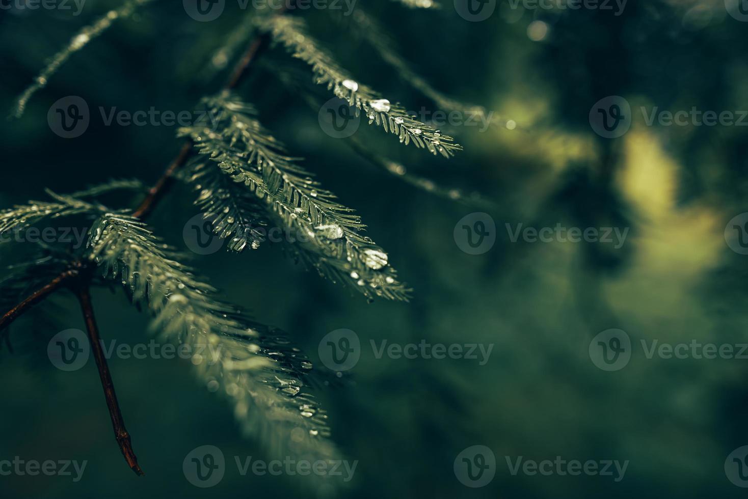 Water drops on pine branch photo