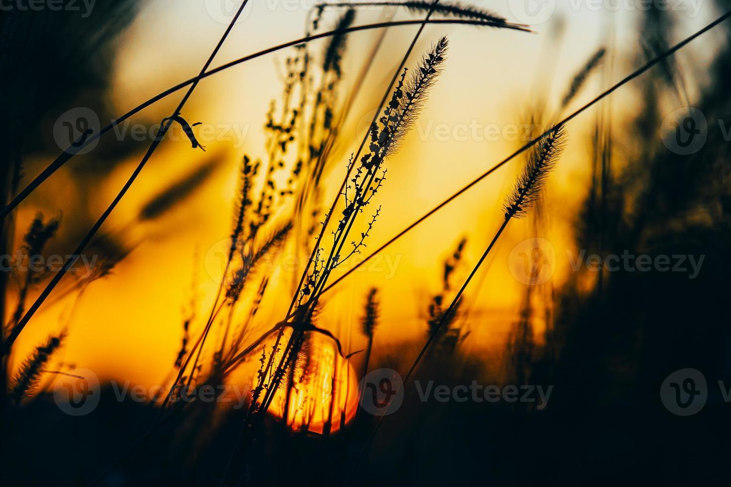 Sunset between the grass photo