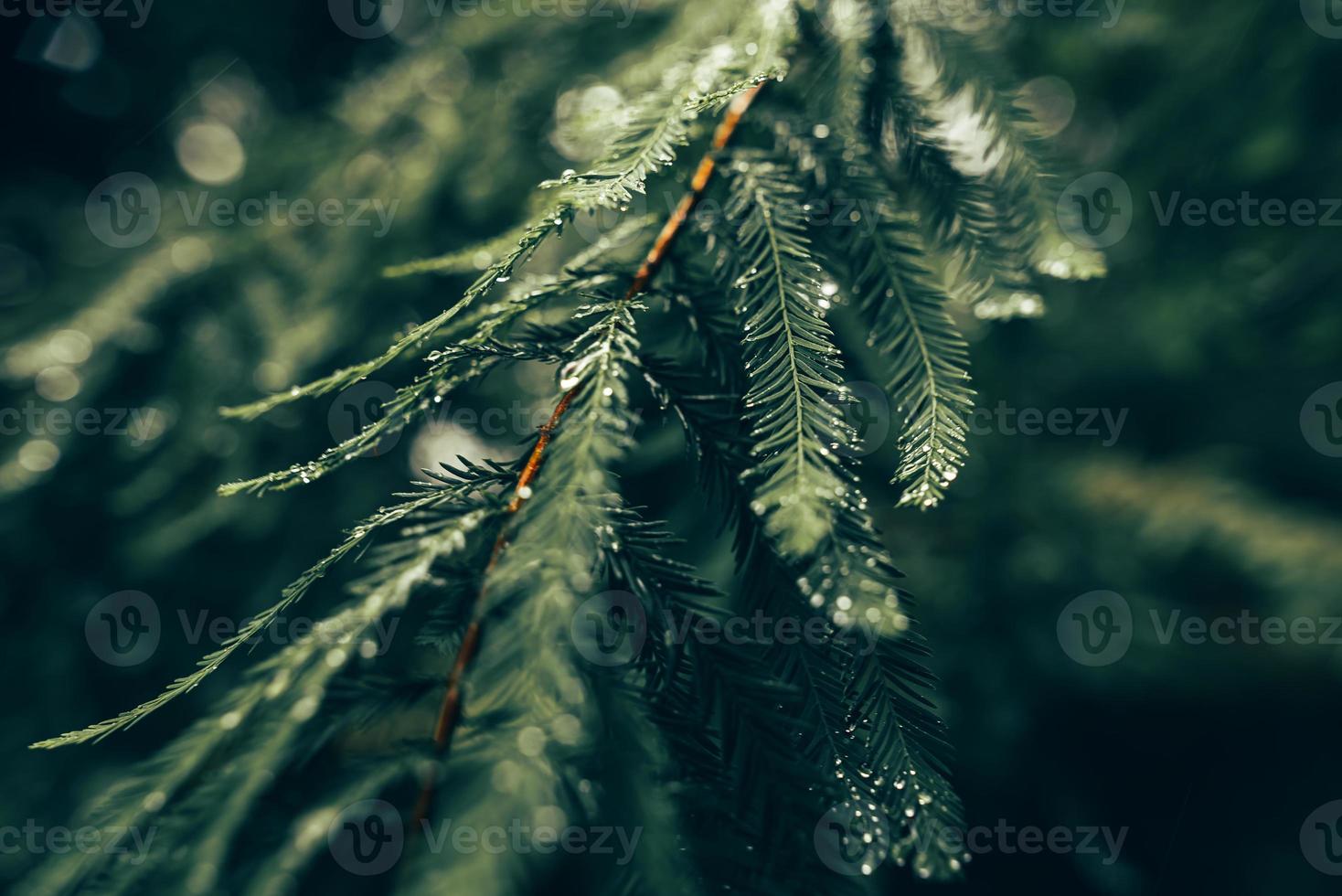 After rain pine branch photo