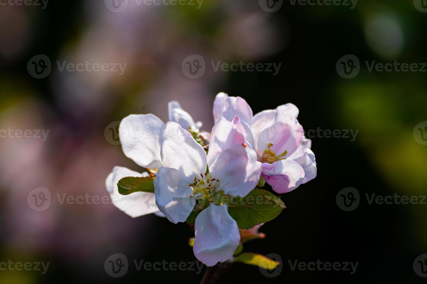 Closeup apple bloom branch photo