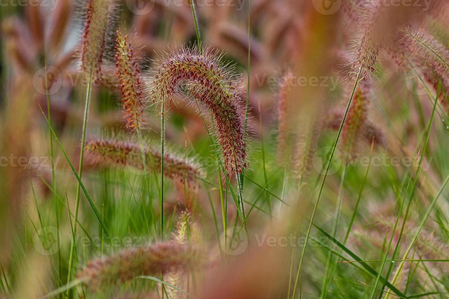 Foxtail fountain grass field photo