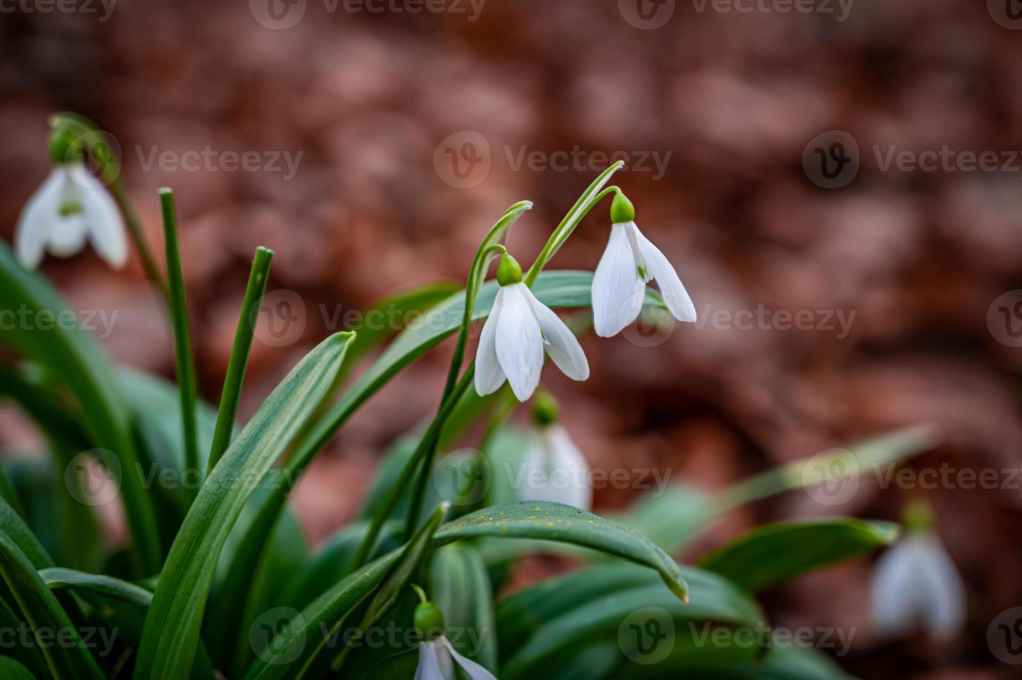 Snowdrop flowers background photo