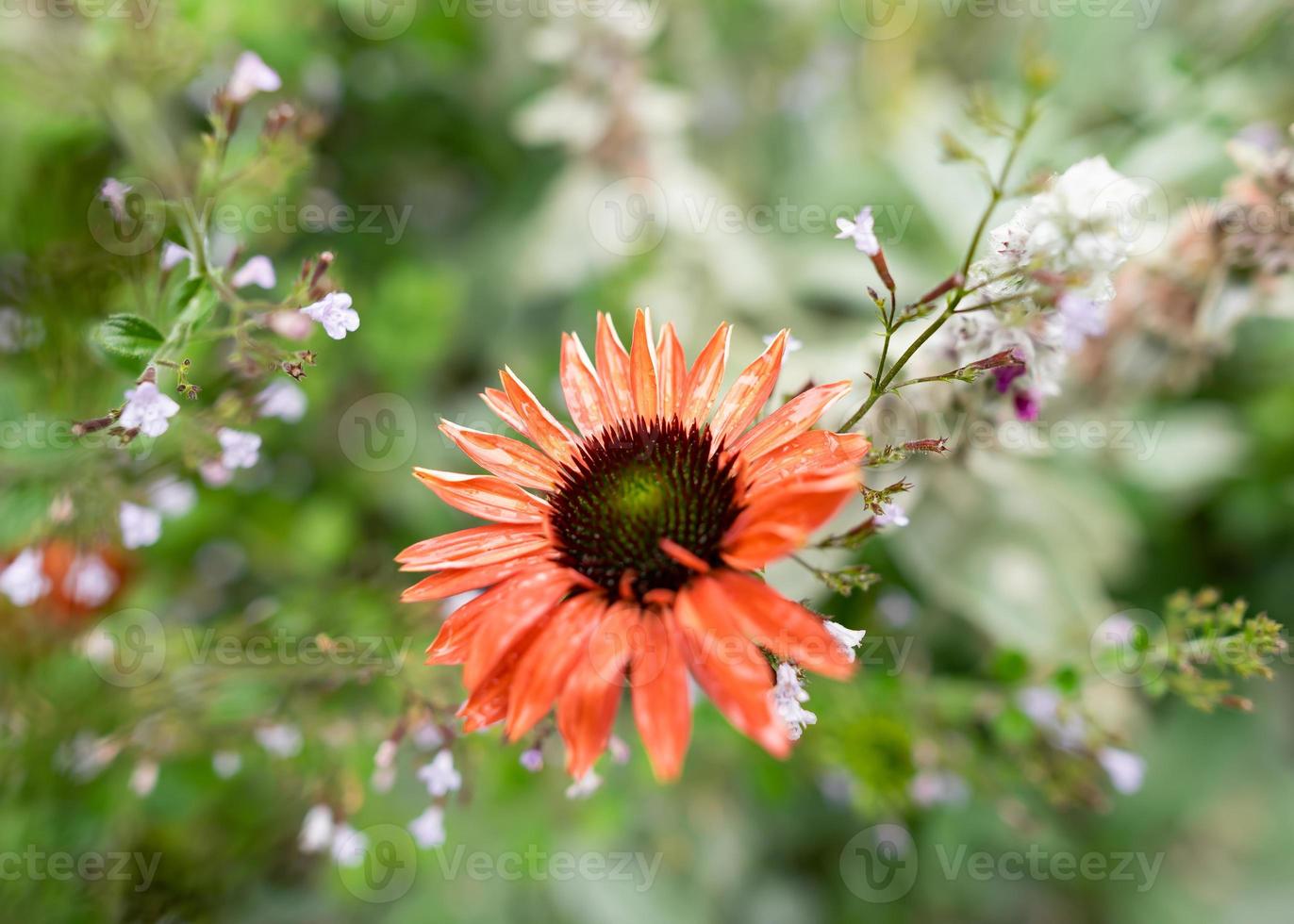 Red coneflower in center of the frame photo