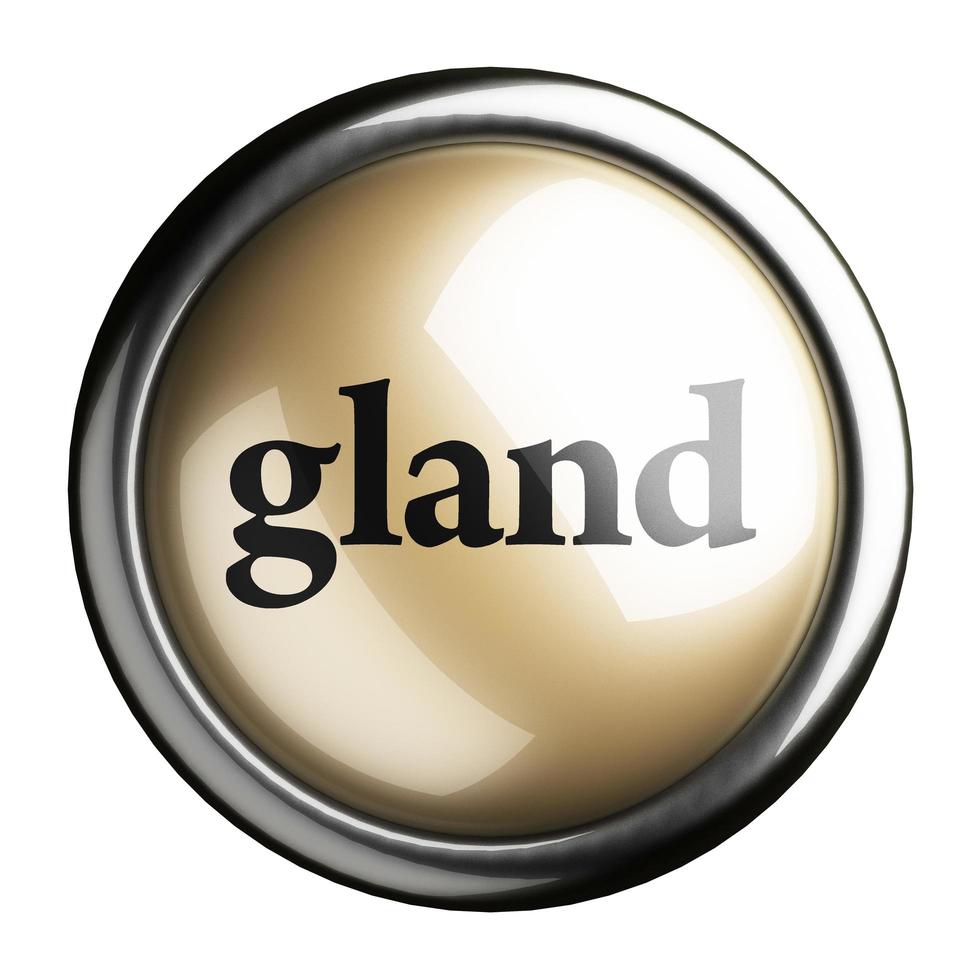 gland word on isolated button photo