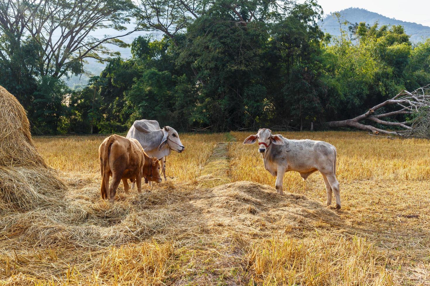 Herd of cows are grazing in the meadow. photo