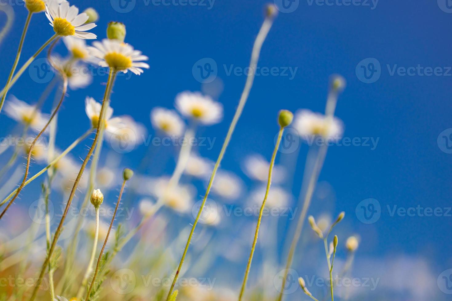 Spring summer closeup white daisies on blue sky background. Idyllic soft colors, meadow flowers field landscape photo