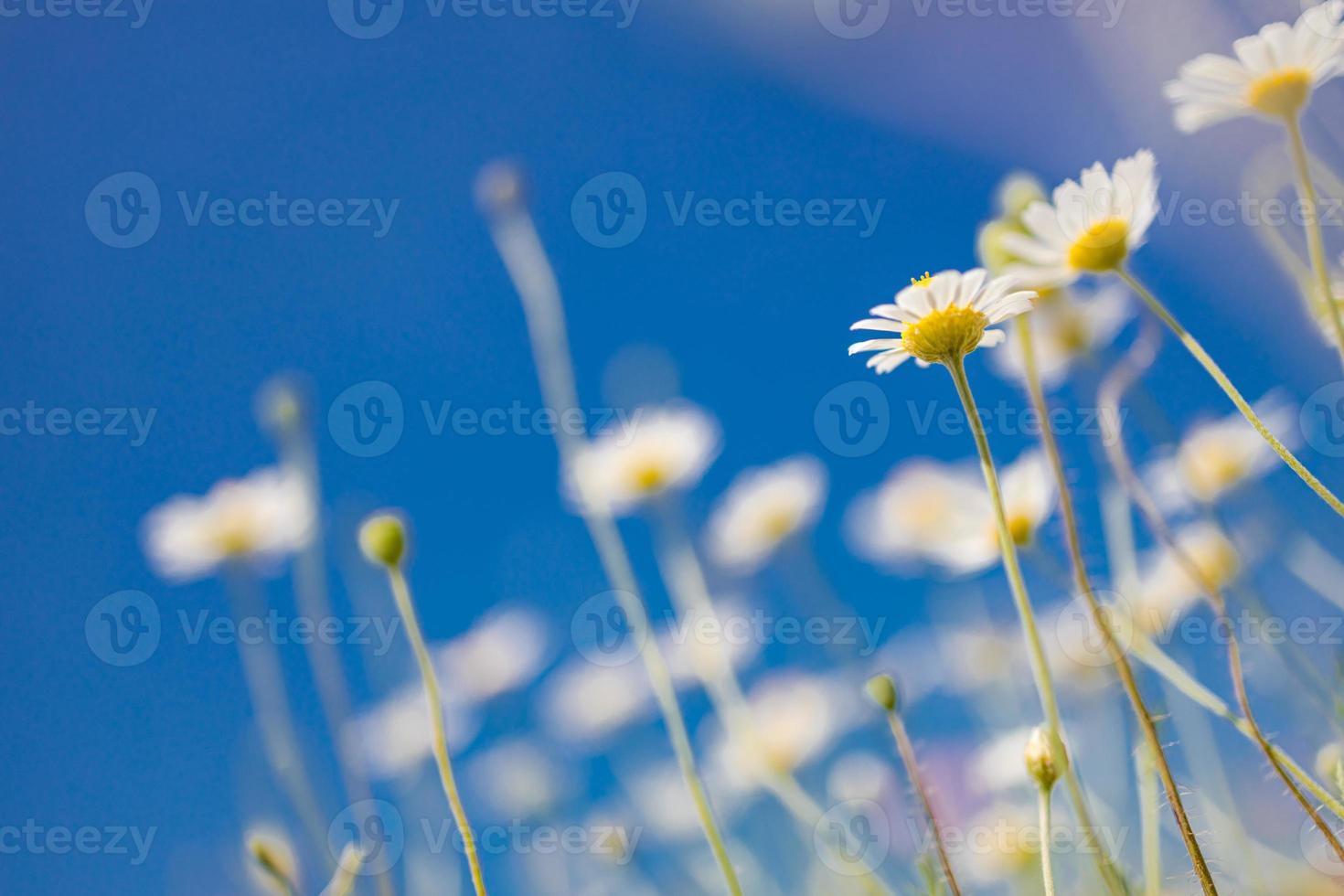 primer plano de primavera verano margaritas blancas sobre fondo de cielo azul. idílicos colores suaves, paisaje de campo de flores de pradera foto